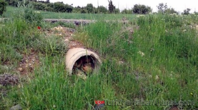Yola Tuzaklanmış 120 Kilo Patlayıcı İmha Edildi