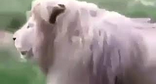 Aslan Şov?