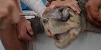 Bir videonun düşündürdükleri... 